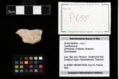 Foto (Objekt + Etikett) von Cyclothyreus sp.  (NHMW-GEO-2014-0194-0655)